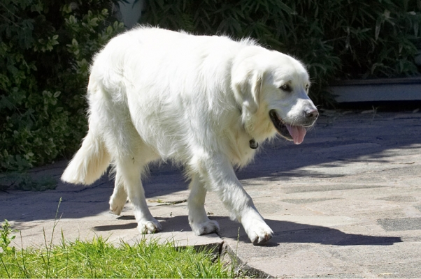 Off for a stroll
Ključne besede: Jayjay Golden Retriever