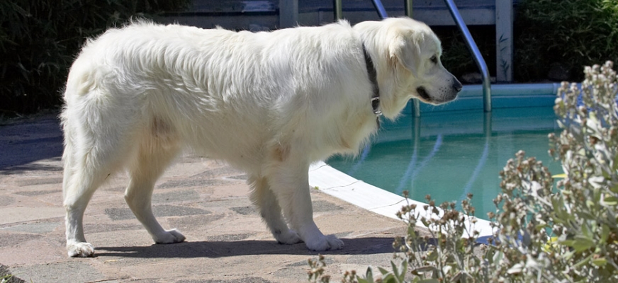 Who's that handsome guy in the pool there?
Palabras clave: Jayjay Golden Retriever swimming pool