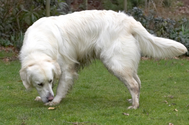 Do my paws smell?
Palabras clave: Jayjay Golden Retriever