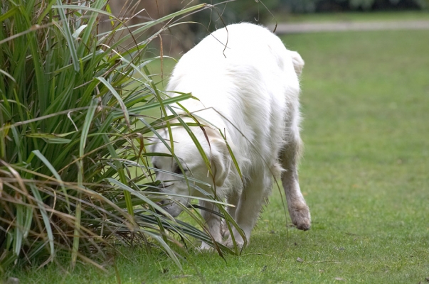 Oooh, a good smell here
Palabras clave: Jayjay Golden Retriever