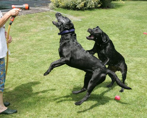 Summer Afternoon -- Time For The Garden Hose
The garden hose has Harvey and Buddy airborne.
Ключови думи: Harvey Buddy Black Labradors garden hose summer afternoon Lucies Farm dog kennel dog boarding