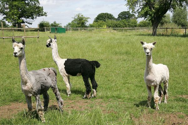 Three Sheared Alpacas
They look a bit skinny and sad, but it was hot today (July 3 2005) and I bet they were pleased to be out of their thick alpaca wool "sweaters."
Klíčová slova: alpacas wool sweaters Lucies Farm sheared alpacas