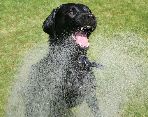 Garden Hose on A Summer Afternoon
Looks a bit evil with those white teeth . . . but he was really enjoying the spray from the garden hose.
Palabras clave: Harvey Buddy Black Labradors garden hose summer afternoon Lucies Farm dog kennel dog boarding