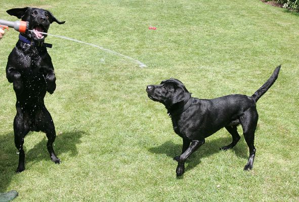 The Labs and the Garden Hose
Ključne besede: Harvey Buddy Black Labradors garden hose summer afternoon Lucies Farm dog kennel dog boarding