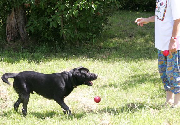 Dropping the Red Ball -- Now Throw It Again!
Ključne besede: Harvey Buddy Black Labradors red ball summer afternoon Lucies Farm dog kennel dog boarding