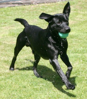 Ear Up!
Keywords: Harvey Buddy Black Labradors ear up summer afternoon Lucies Farm dog kennel dog boarding