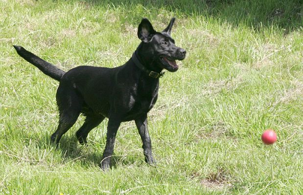 Ears Up!
Keywords: Harvey Buddy Black Labradors ears up summer afternoon Lucies Farm dog kennel dog boarding