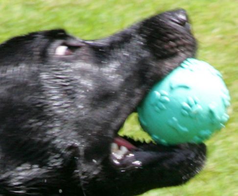 Wide Eyed
I never realized that dogs opened their eyes so [i]wide[/i] when they're catching a ball.
Palabras clave: Harvey Buddy Black Labradors wide eyed ball summer afternoon Lucies Farm dog kennel dog boarding