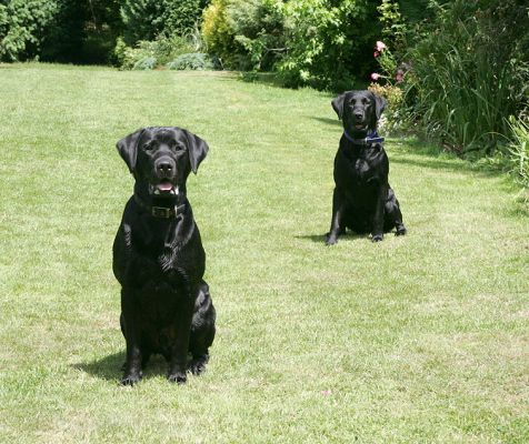 Waiting For Me To Throw The Ball
The black Labradors look like strange lawn ornaments, or those prarie dogs that pop up out of the ground.
Keywords: Harvey Buddy Black Labradors lawn ornaments prarie dogs summer afternoon Lucies Farm dog kennel dog boarding