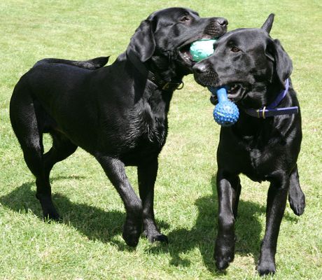 The Ballet
Why do dogs always want the other dog's toy?  Or, more accurately, [i]both[/i] toys?
Keywords: Harvey Buddy Black Labradors dog toy summer afternoon Lucies Farm dog kennel dog boarding