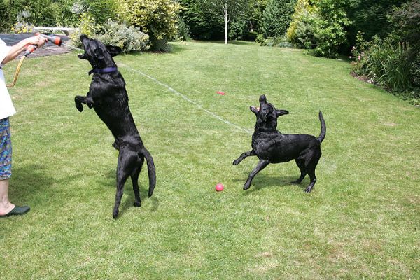 Enjoying Their Summer Afternoon
Słowa kluczowe: Harvey Buddy Black Labradors garden hose summer afternoon Lucies Farm dog kennel dog boarding