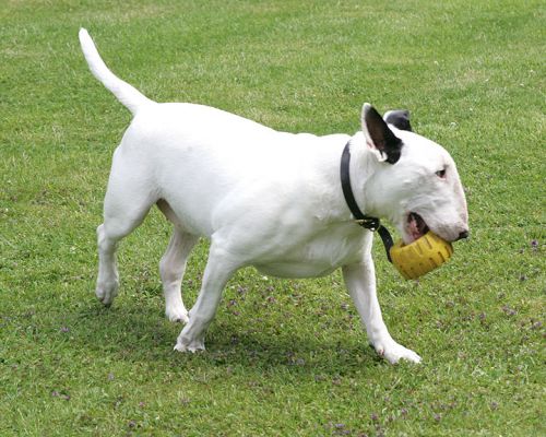 Kiko With The Yellow Tyre
Kiko generally doesn't like this toy.  But the Labradors were playing with it earlier, so Kiko thought perhaps he'd give it a try.
Klíčová slova: Kiko bull terrier toy tyre dog