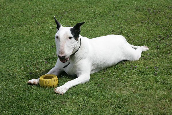 Kiko on A Summer Afternoon
Wimbledon final, so Marjorie is glued to the television set.
Ključne besede: Kiko bull terrier green lawn summer afternoon