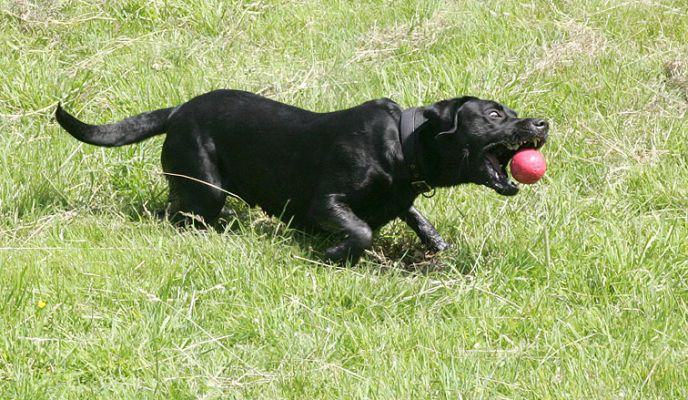 Black Panther Dog -- With The Red Ball
OK, it's really a black Labrador.  But he sure looks like a panther.
Klíčová slova: panther dog Harvey Buddy Black Labradors red ball summer afternoon Lucies Farm dog kennel dog boarding