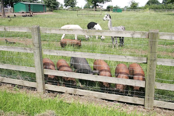Pigs Lined Up At The Fence
The young Tamworth boars (red) and young Berkshire boar, Westbrook (black) line up at the fence --- with the alpacas in the background.
Avainsanat: Berkshire boar Tamworth boar alpacas Westbrook fence Lucies Farm Maggot's Croft
