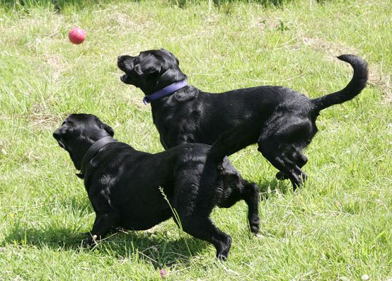 Catching the Red Ball
Mots-clés: Harvey Buddy Black Labradors catch red ball summer afternoon Lucies Farm dog kennel dog boarding