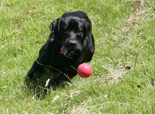 Catching the Red Ball
Avainsanat: Harvey Buddy Black Labradors catch red ball summer afternoon Lucies Farm dog kennel dog boarding