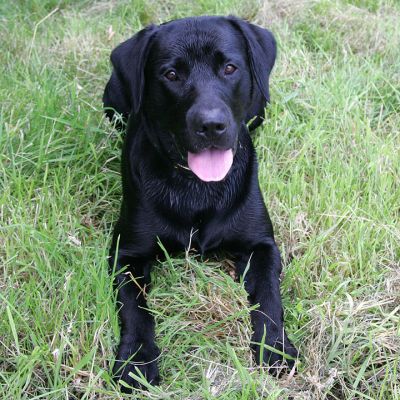 Having A Rest
All of that ball playing is tiring work.
Ключови думи: Harvey Buddy Black Labradors rest summer afternoon Lucies Farm dog kennel dog boarding