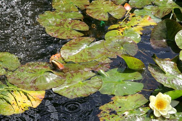 Stormy Monet
Normally the Monet water lilies are in peaceful water.  This looks quite stormy:  it's actually the water from our fountain.
Ključne besede: water lily Monet fountain flower yellow flower
