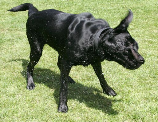Shaking Off The Water
Ključne besede: Harvey Buddy Black Labradors shaking water summer afternoon Lucies Farm dog kennel dog boarding