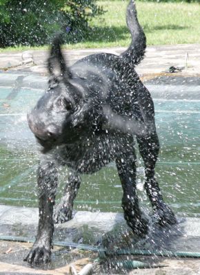 Shaking Off The Water
Keywords: Harvey Buddy Black Labradors shaking water summer afternoon Lucies Farm dog kennel dog boarding