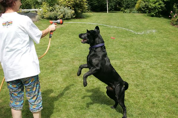 Dogs And Garden Hoses
Ключови думи: Harvey Buddy Black Labradors garden hose summer afternoon Lucies Farm dog kennel dog boarding