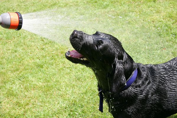 Ooooh, That Feels Good
Palabras Clave: Harvey Buddy Black Labradors garden hose summer afternoon Lucies Farm dog kennel dog boarding