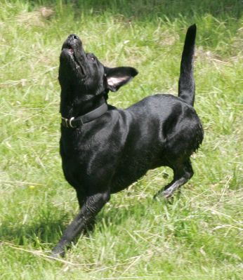 Tail Up
He almost looks like one of those drawings of a [url=http://www.wolfsongalaska.org/graphics/wildlife/coyote.jpg]howling coyote.[/url]
Keywords: coyote Harvey Buddy Black Labradors garden hose summer afternoon Lucies Farm dog kennel