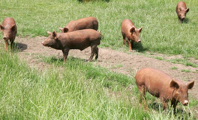 Young Tamworth Boars
Enjoying a warm summer afternoon in the tall grass.
Keywords: Tamworth boars Tamworth pigs tall grass summer afternoon Lucies Farm