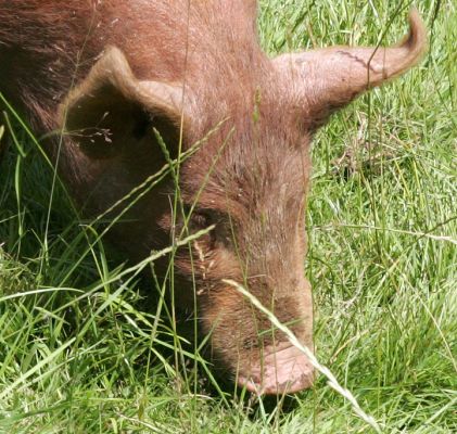 Tamworth Boar
Λέξεις-κλειδιά: Tamworth boar Tamworth pig Lucies Farm summer afternoon tall grass