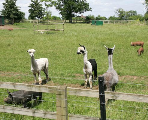 Three Alpacas
With Westbrook, the Berkshire boar, in the foreground, and a couple of young Tamworth boars in the background.
Keywords: alpacas Tamworth boar Berkshire boar Westbrook Lucies Farm summer afternoon
