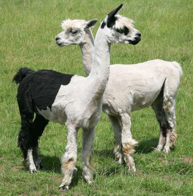 Two Sheared Alpacas
Anahtar kelimeler: alpacas sheared Lucies Farm summer afternoon