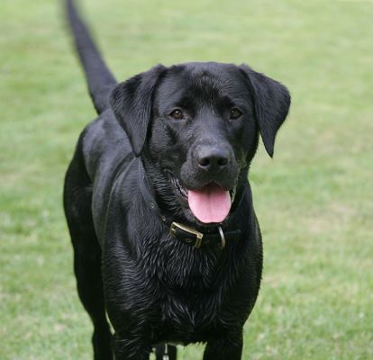 Keywords: Harvey Buddy Black Labradors summer afternoon Lucies Farm dog kennel
