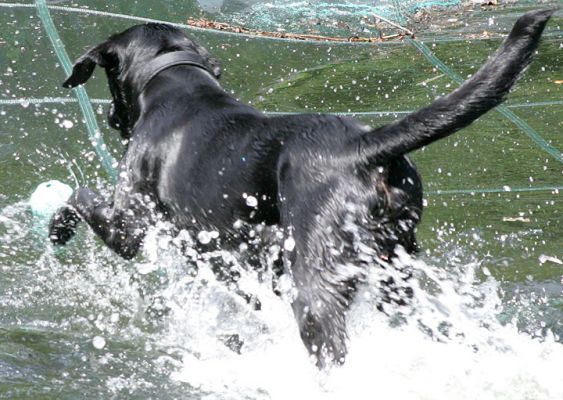Into The Pool
Ключові слова: Harvey Buddy Black Labradors garden hose summer afternoon Lucies Farm dog kennel