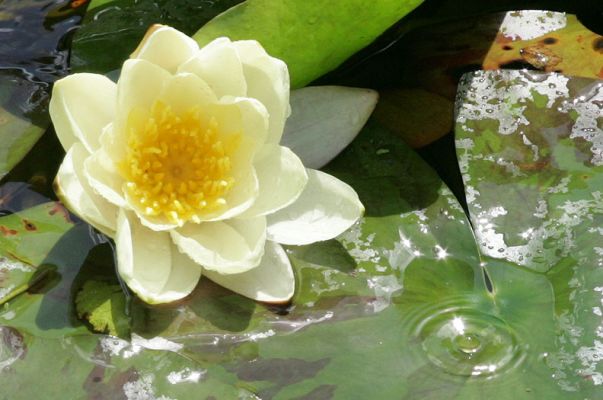 Yellow Water Lily and Water Droplet
Anahtar kelimeler: yellow water lily water droplet Whitecroft fountain garden