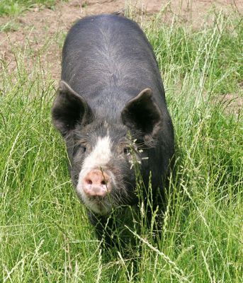 Westbrook
The Berkshire Boar
Keywords: Westbrook Berkshire boar Lucies Farm kurobuta
