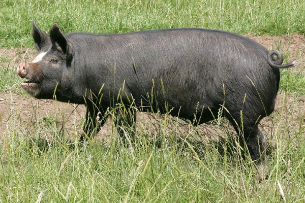 Westbrook
The Berkshire Boar
Ключови думи: Westbrook Berkshire Boar kurobuta Lucies Farm