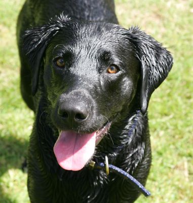 Ключові слова: Harvey Buddy Black Labradors summer afternoon Lucies Farm dog kennel