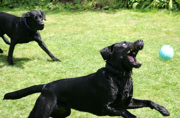 Catch . . .
Ключові слова: Harvey Buddy Black Labradors  summer afternoon Lucies Farm dog kennel