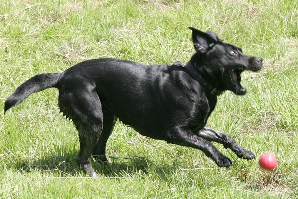 Catch . . .
Ključne besede: Harvey Buddy Black Labradors catch red ball summer afternoon Lucies Farm dog kennel
