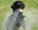 behind-the-spray.jpg