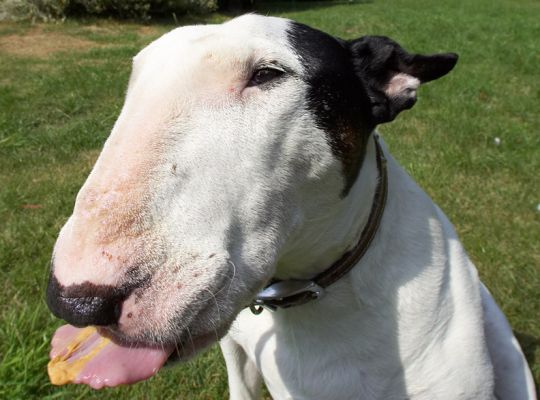 Enjoying peanut butter on a very hot summer day
Λέξεις-κλειδιά: Kiko English Bull Terrier peanut butter tongue
