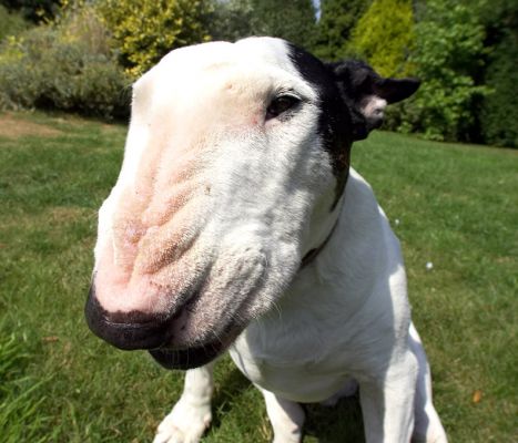 Mr Wrinkle Nose
Λέξεις-κλειδιά: Kiko English Bull Terrier