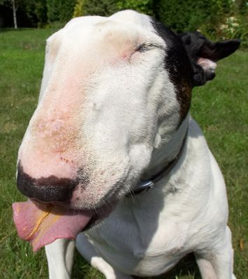 Bliss
Schlüsselwörter: English Bull Terrier Kiko tongue