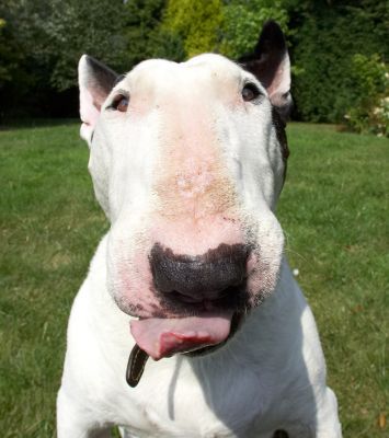 All nose and tongue
Schlüsselwörter: Kiko English Bull Terrier tongue