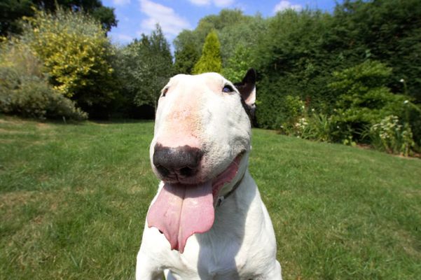 Quintessential bull terrier
Ключови думи: Kiko English Bull Terrier tongue