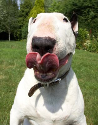 Who knew he could do that with his tongue
Λέξεις-κλειδιά: Kiko English bull terrier tongue