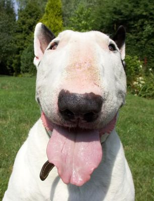 One happy dog
Keywords: Kiko English Bull Terrier tongue
