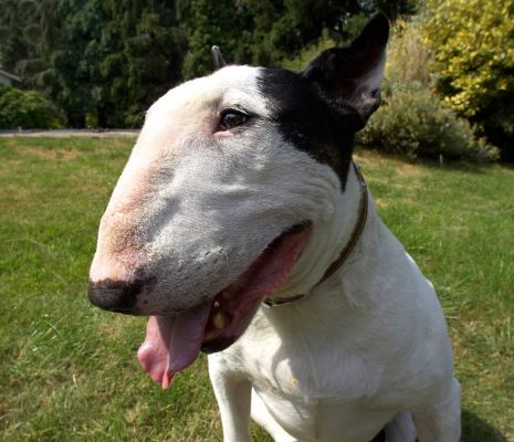 Taking a breather
Schlüsselwörter: Kiko English Bull Terrier tongue
