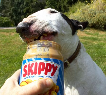 Kiko Enjoying Skippy, His Favourite Peanut Butter
Most of our doggie guests --- and our own dogs --- enjoy peanut butter.  We normally gently put a dab on the roof of their mouth to give them licking pleasure.  But Kiko, our bull terrier, wants to go for the whole jar of [url=http://www.peanutbutter.com/index.asp]Skippy.[/url]
Anahtar kelimeler: peanut butter Skippy bull terrier Kiko jar lick teeth